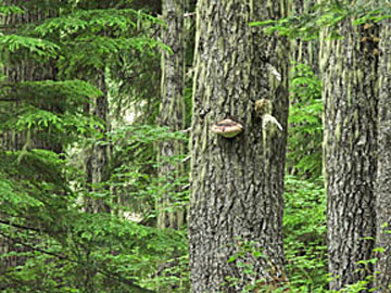 trunks with conk medium graphic